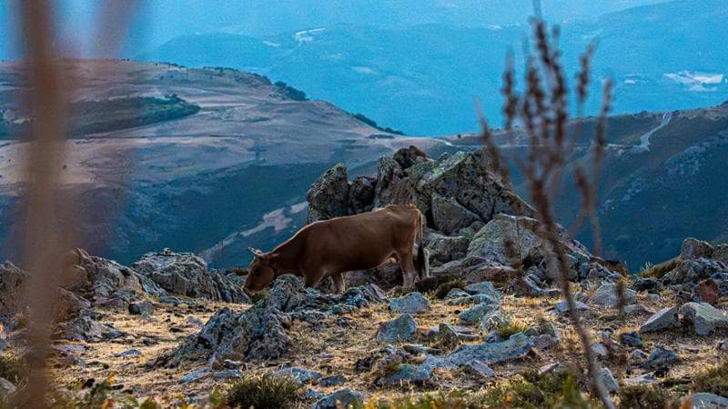 Mucca al pascolo serale sul monte Perdedu (Foto: Not Ordinary Studio / Proloco Seulo)