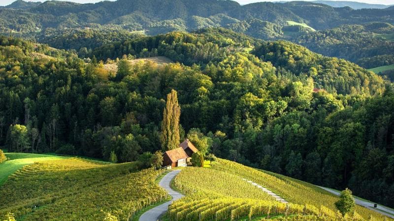 Slovenia alpina – Špičnik, il cuore tra i vigneti (crediti Ente Sloveno per il Turismo)