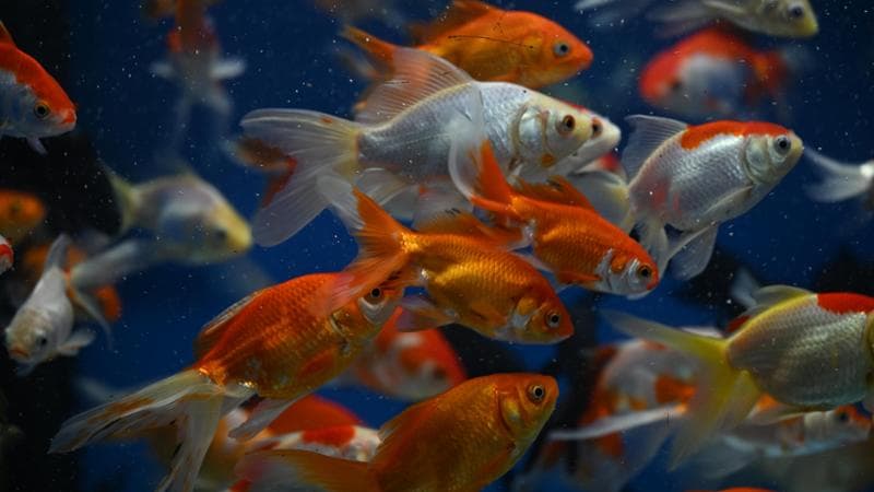 Non liberate il pesce rosso: fa male all’ambiente