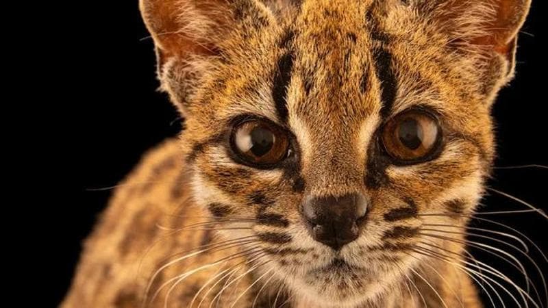 Copertina: Tilcayo: tutto quello che c’è da sapere sulla nuova specie di gatto scoperta in Bolivia