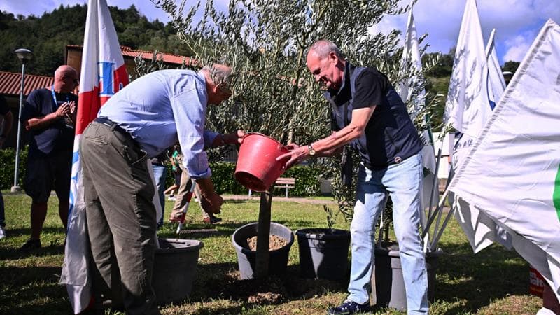A Pontida un ulivo per Bossi e le critiche dei nordisti a Salvini: “Irriconoscente”