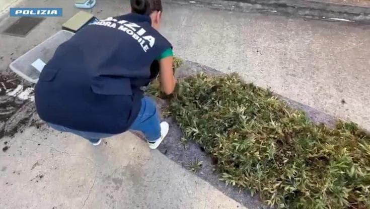 Cagliari, scoperta maxi serra con 9mila piantine di marijuana: due arresti