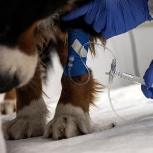 Tumore di cani e gatti, non più una condanna: le terapie ci sono ma attenzione a cinque segnali