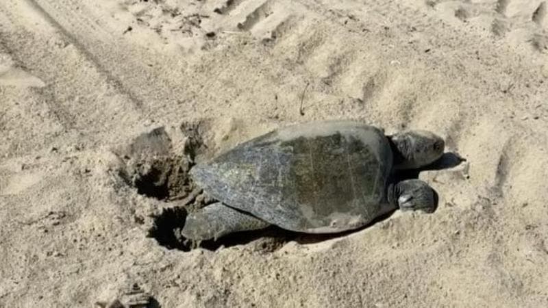 In California la prima nidificazione di una tartaruga marina
