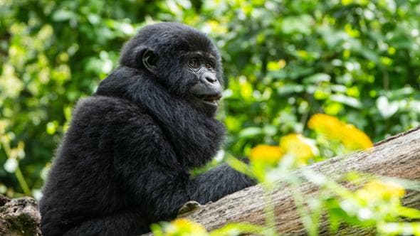 Piantare alberi al confine dei grandi parchi. L’idea dell’Uganda per salvare il gorilla di montagna