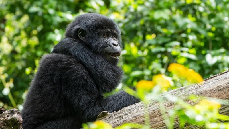 Piantare alberi al confine dei grandi parchi. L’idea dell’Uganda per salvare il gorilla di montagna