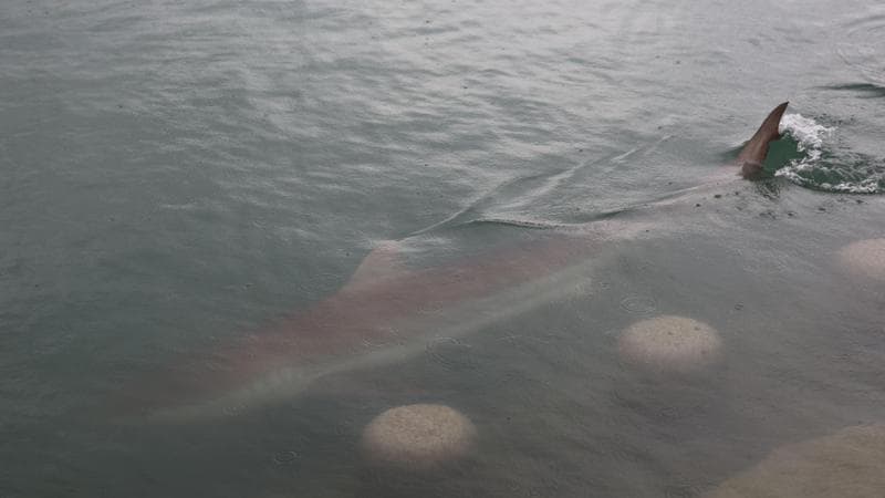 La squalo mania di Busan, in 600mila per vedere Bukang-i: esemplare bloccato nel canale da 12 giorni 130546915 754c94b5 8383 4f49 8672 233183fe9b58