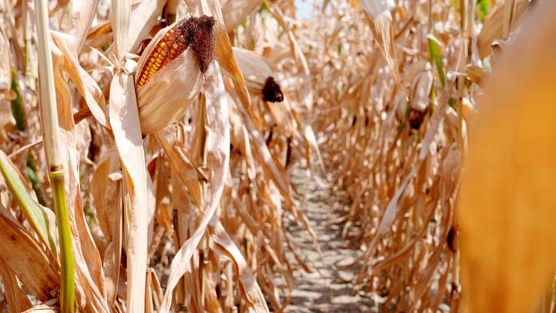 Tensioni sui cereali, deficit per zucchero, riso, latte e cacao: mesi difficili per l’agrifood