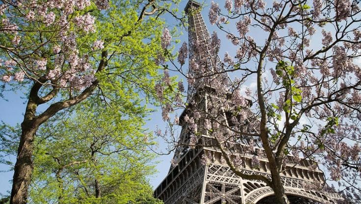 Alberi fioriti ai piedi della Torre Eiffel a Parigi, 2008 @ Jorge Royan. Fonte: opera propria