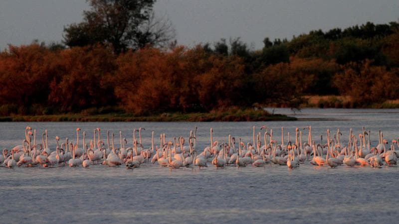 Le sfumature di rosa del Friuli
