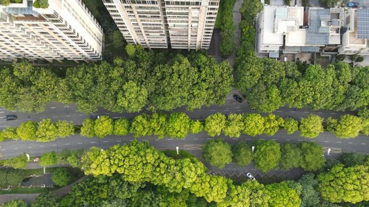 L’onda verde sulle città. Più alberi per ogni abitante: un’oasi di 33 metri quadri