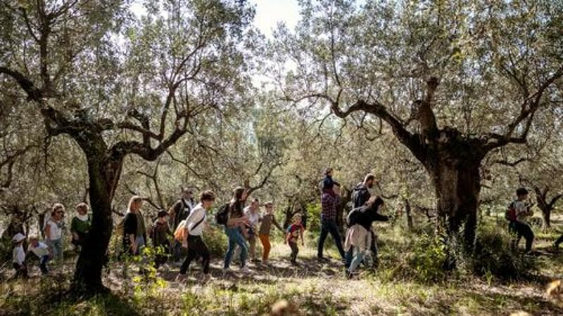 Umbria, ecco la stagione dell’olio. Cinque weekend per scoprire il paesaggio olivicolo. E i frantoi