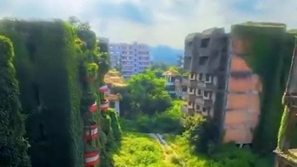 Come in "The Last of Us": la città abbandonata viene completamente ricoperta dalla vegetazione
