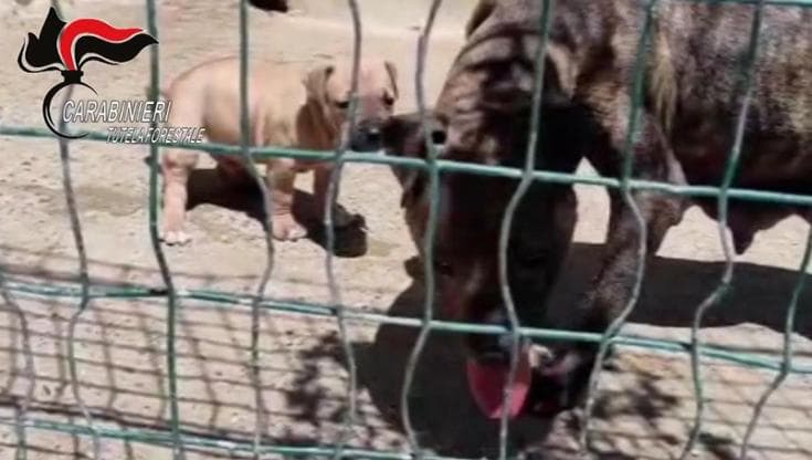 Parma, scoperto un giro di combattimenti tra pitbull dopati: dodici indagati