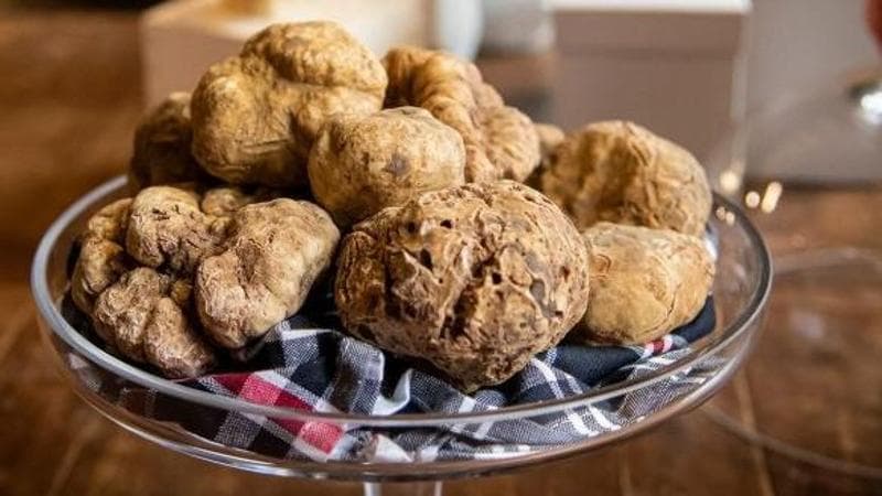 Alba’s white truffle fair showcases the riches of the Langhe