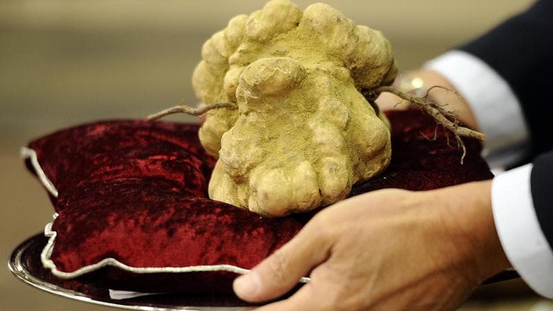 A 900 grams white truffle auctioned during the World Truffle Auction in Alba (2010)