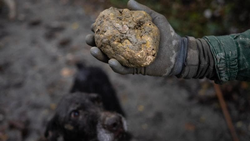 A truffle hunter shows a big white truffle found in Barolo, Langhe countryside, near Alba (2024)