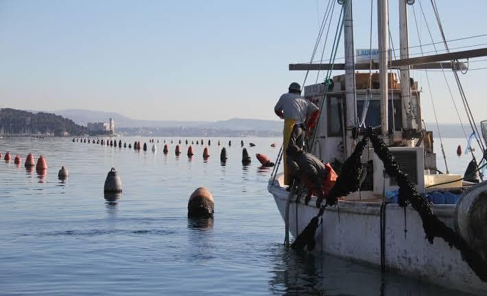 Mussel farms in the Gulf of Trieste