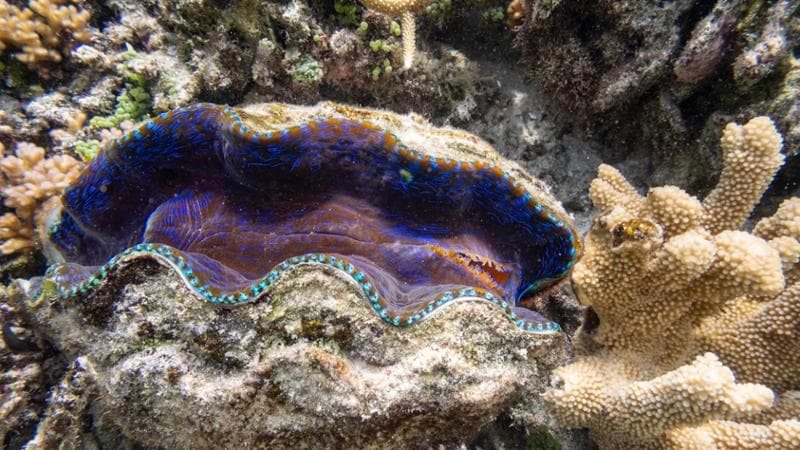 La memoria del mare in una conchiglia di 200 anni: sul guscio i segni del cambiamento climatico