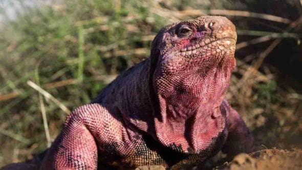 Il paleontologo Landini: “Racconto le mie Galapagos, un Eden minacciato”