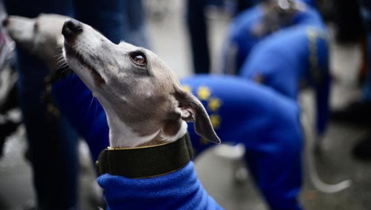Marcia anti-Brexit, Londra, 19 ottobre 2019. Autore: Ilovetheeu. Fonte: opera propria