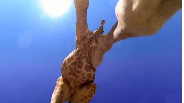 Giraffa scalcia GoPro, la ripresa è inedita - la Repubblica