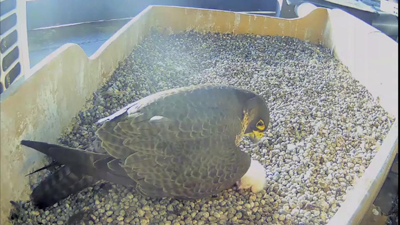 Milano Nasce Un Falco Pellegrino Sul Pirellone La Webcam Testimone Del Lieto Evento