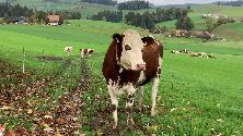 Nella valle dell’Emme dove nasce l’Emmentaler 