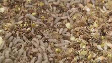 Dal Belgio arrivano i waffle al burro di larva
