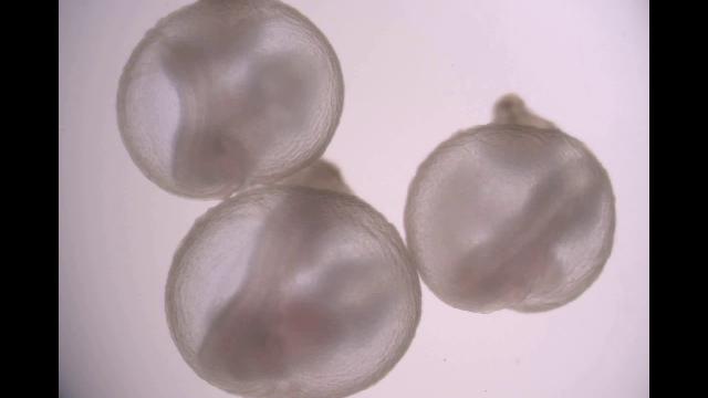 Embrioni di topo cresciuti in un grembo artificiale