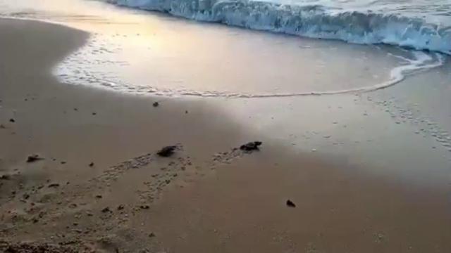 L'anno d'oro delle tartarughe marine: boom di nidi e neonate in Italia