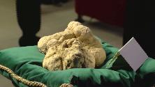La cerca del tartufo in Italia è patrimonio dell'umanità dell'Unesco