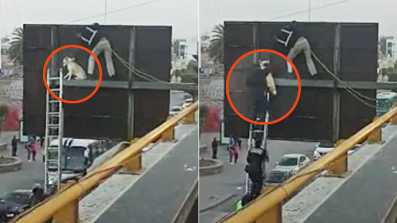 Il salvataggio di un cane intrappolato dietro a un cartellone ...