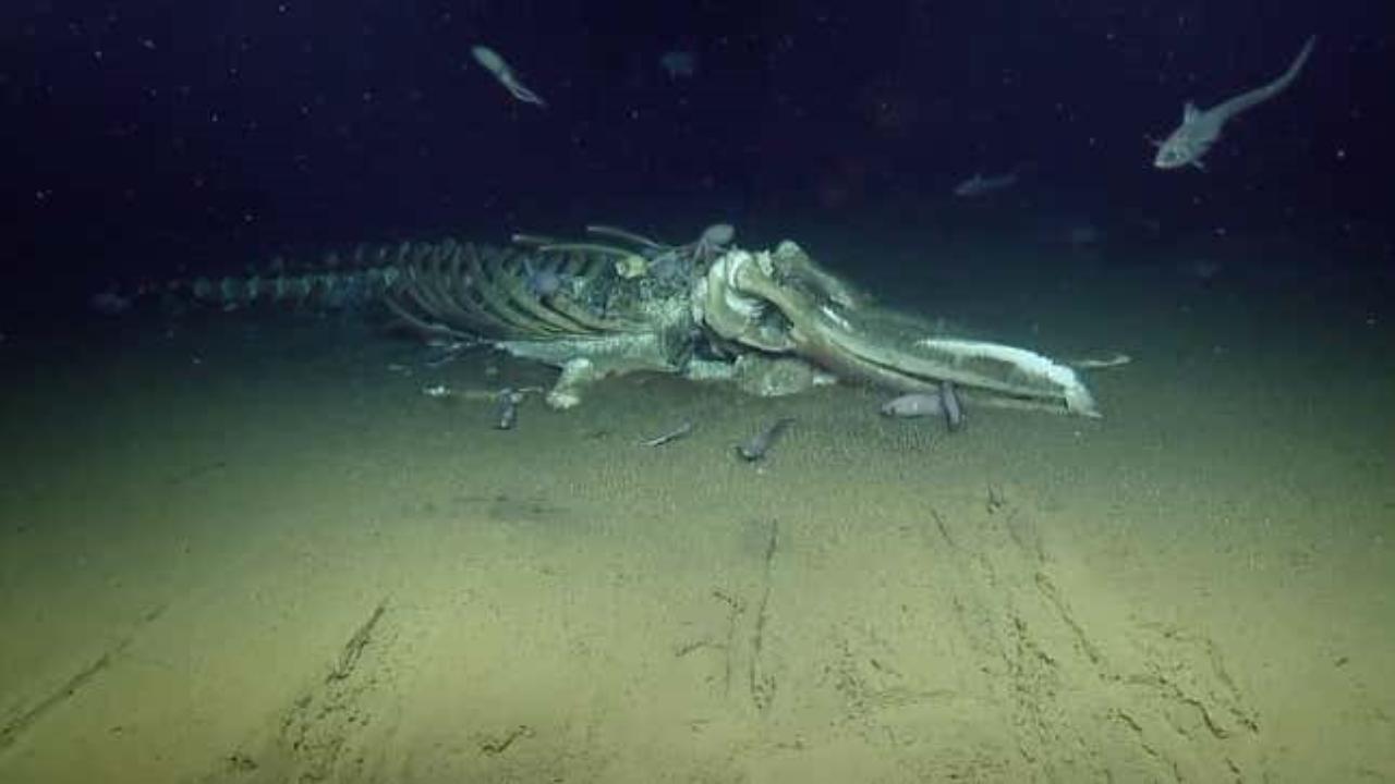 Questa balena è morta decenni fa: la sua carcassa è ora la 