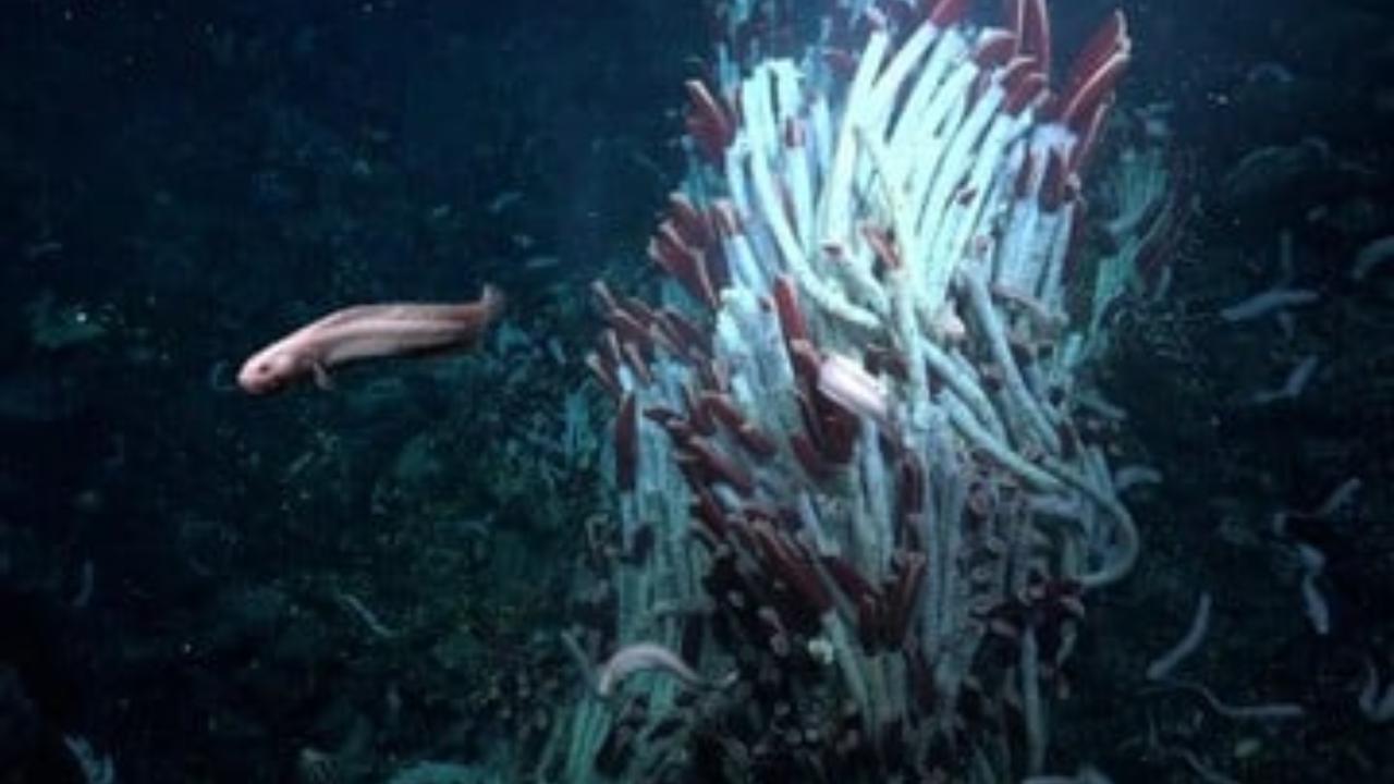 Le creature marine più 