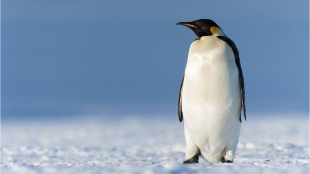 Migliaia di pinguini muoiono a causa della rottura dei ghiacci antartici