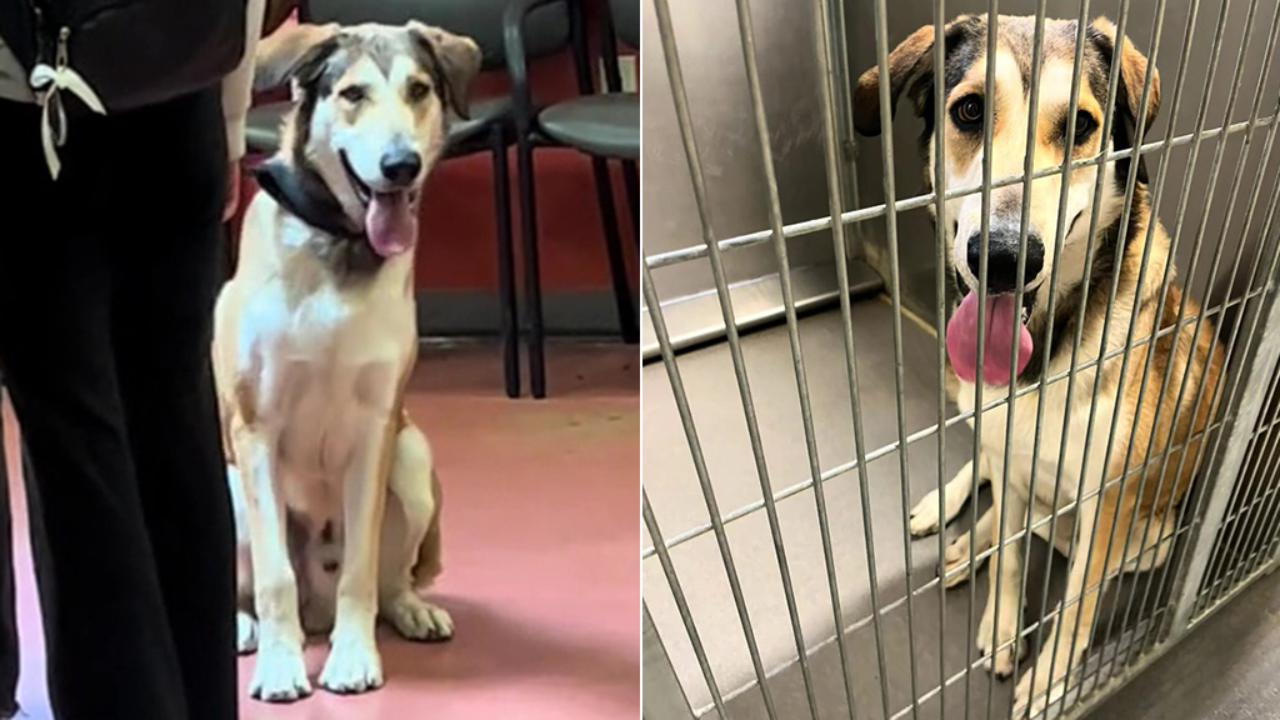Dalla gioia dell'adozione alla restituzione, la delusione di un cane ...