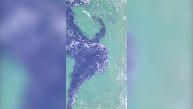 I mari si tingono di blu, è tornata la Velella velella