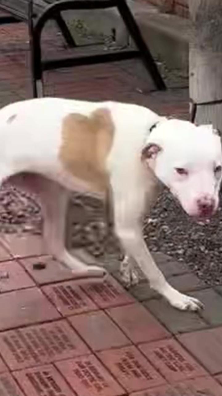 Cane lasciato legato a un albero non riesce a smettere di scodinzolare ...
