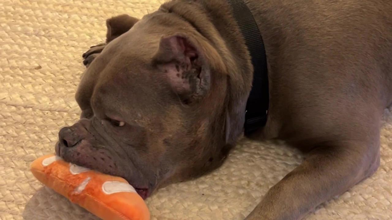 La reazione del cane anziano adottato con il suo primo giocattolo fa ...