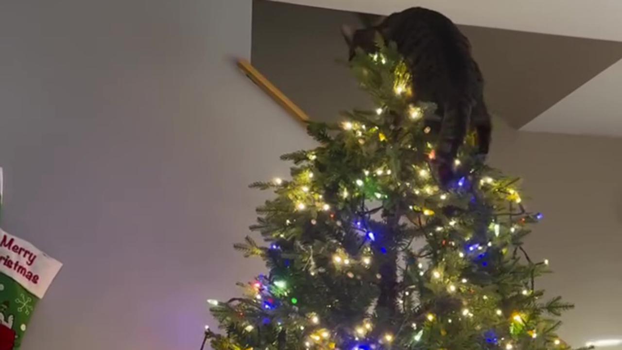 Good Old Friends - Decorazione A Forma Di Gatto Con Albero, Ornamento In Filigrana, Racconta Storie Di Sogni - 2
