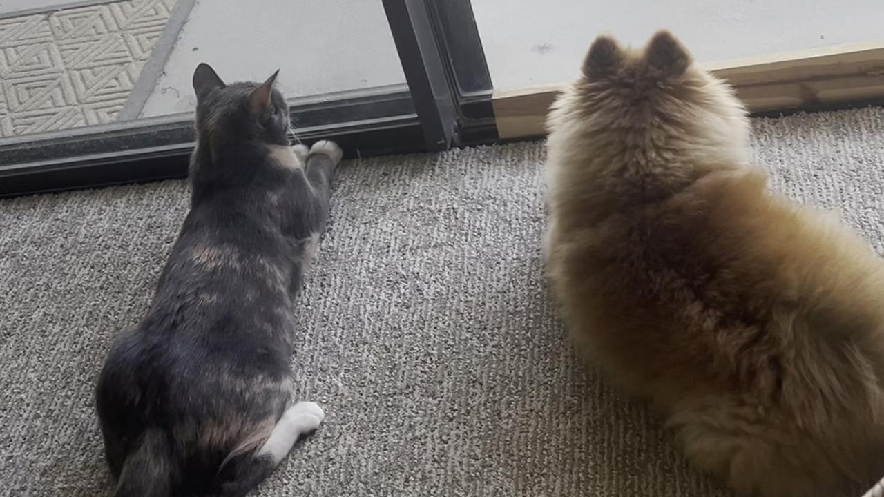 Gatto Robotico Realistico 2025 - Cammina, Miagola, Muove La Coda, Sensori Interattivi