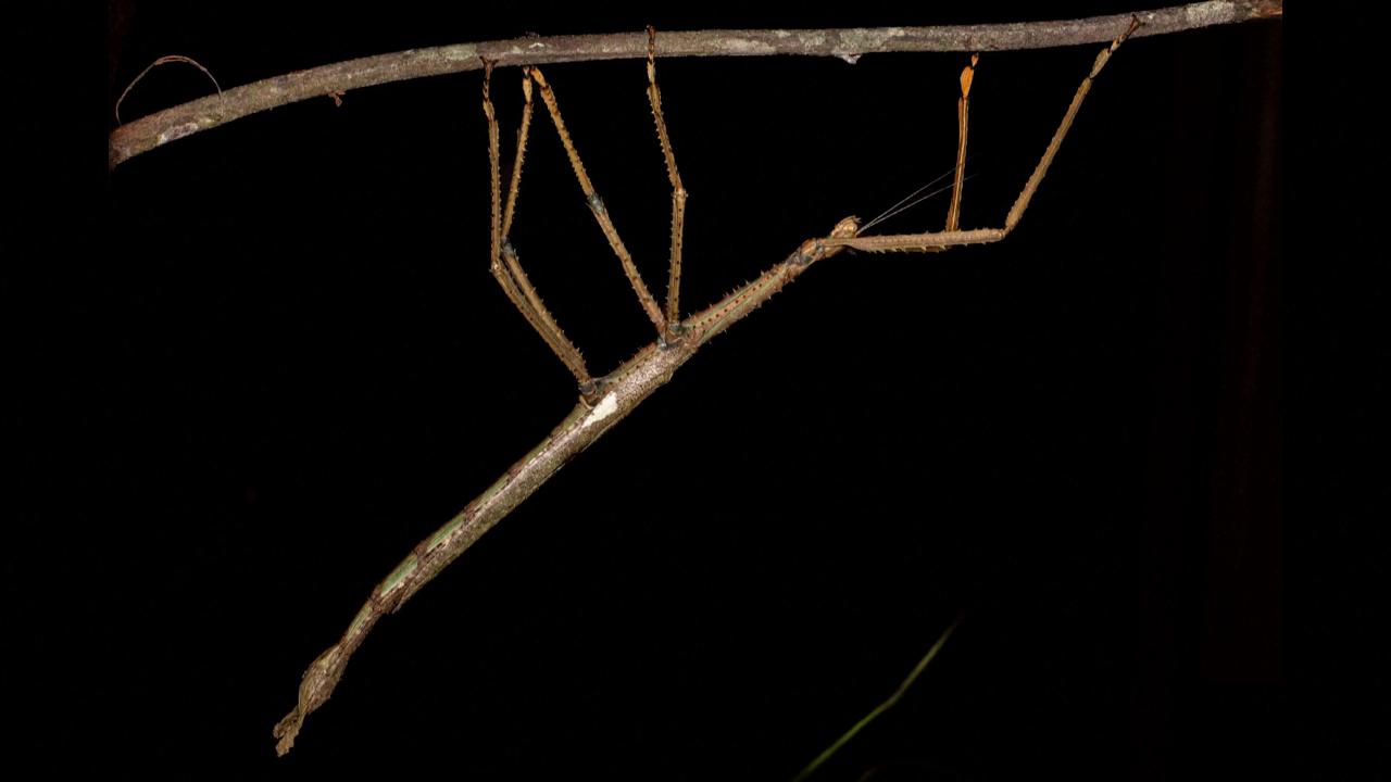 Scoperta in Australia una nuova specie di insetto gigante, il più ...