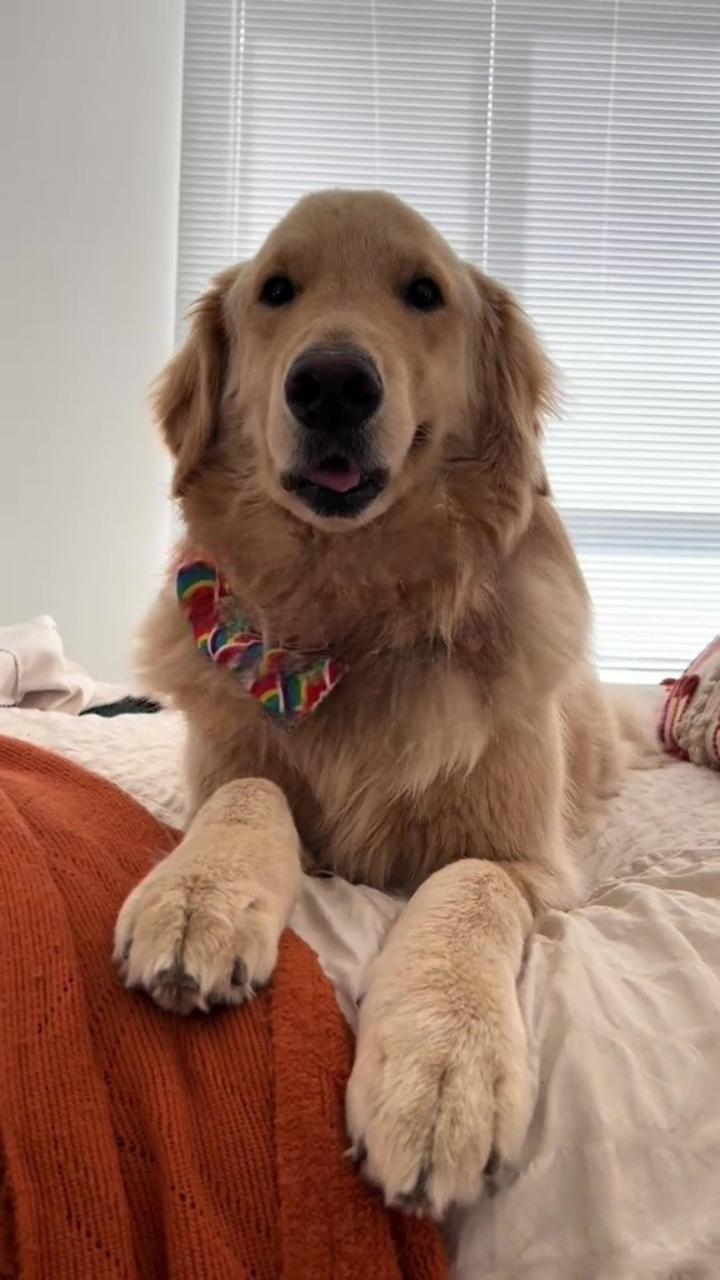 Il cane eroe che ha salvato decine di bambini ora lotta per la sua vita ...