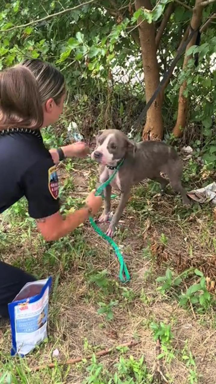 Cane abbandonato legato a un albero: quando l'hanno trovato è successa ...