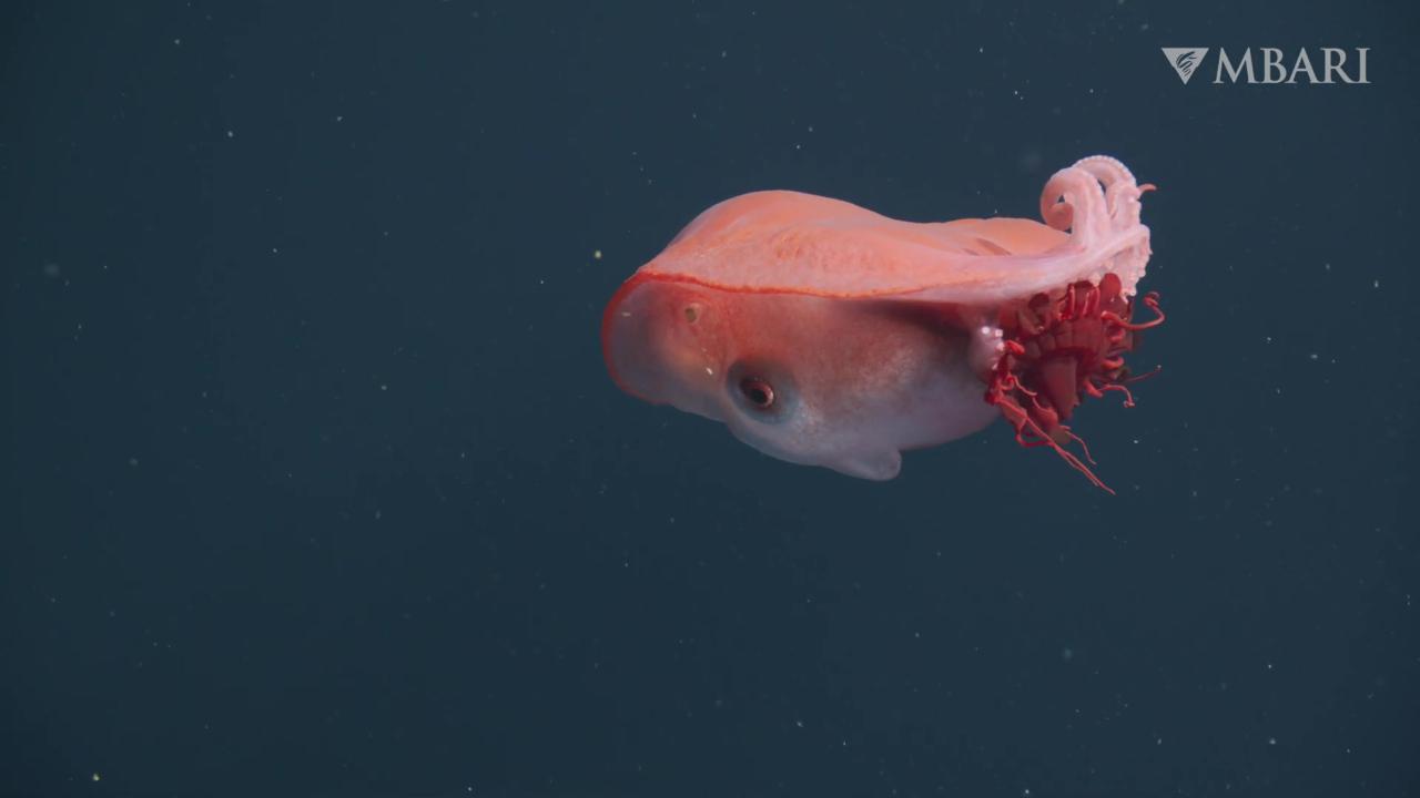 il-polpo-gigante-mangia-una-medusa-bioluminescente-raro-avvistamento