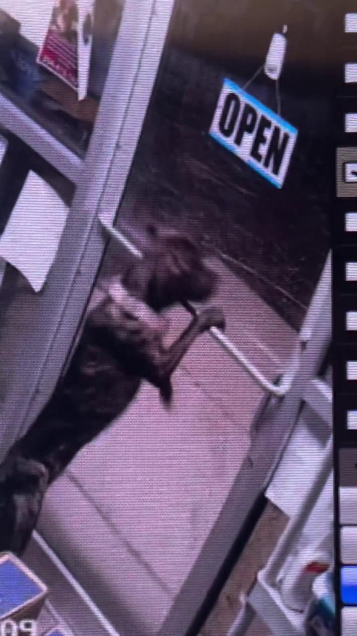 Il cane che ha beffato tutti: apre due porte, scappa dal rifugio e ...